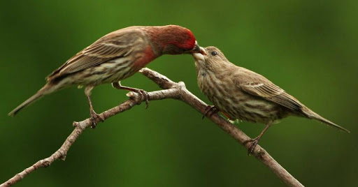 Red bird giving brown bird food